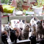 Japanese cat island has more cats than humans and it’s utterly amazing